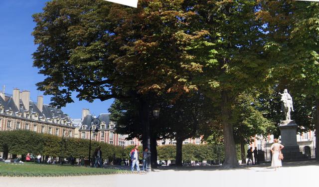 Place des Vosges opanowany przez drzewa