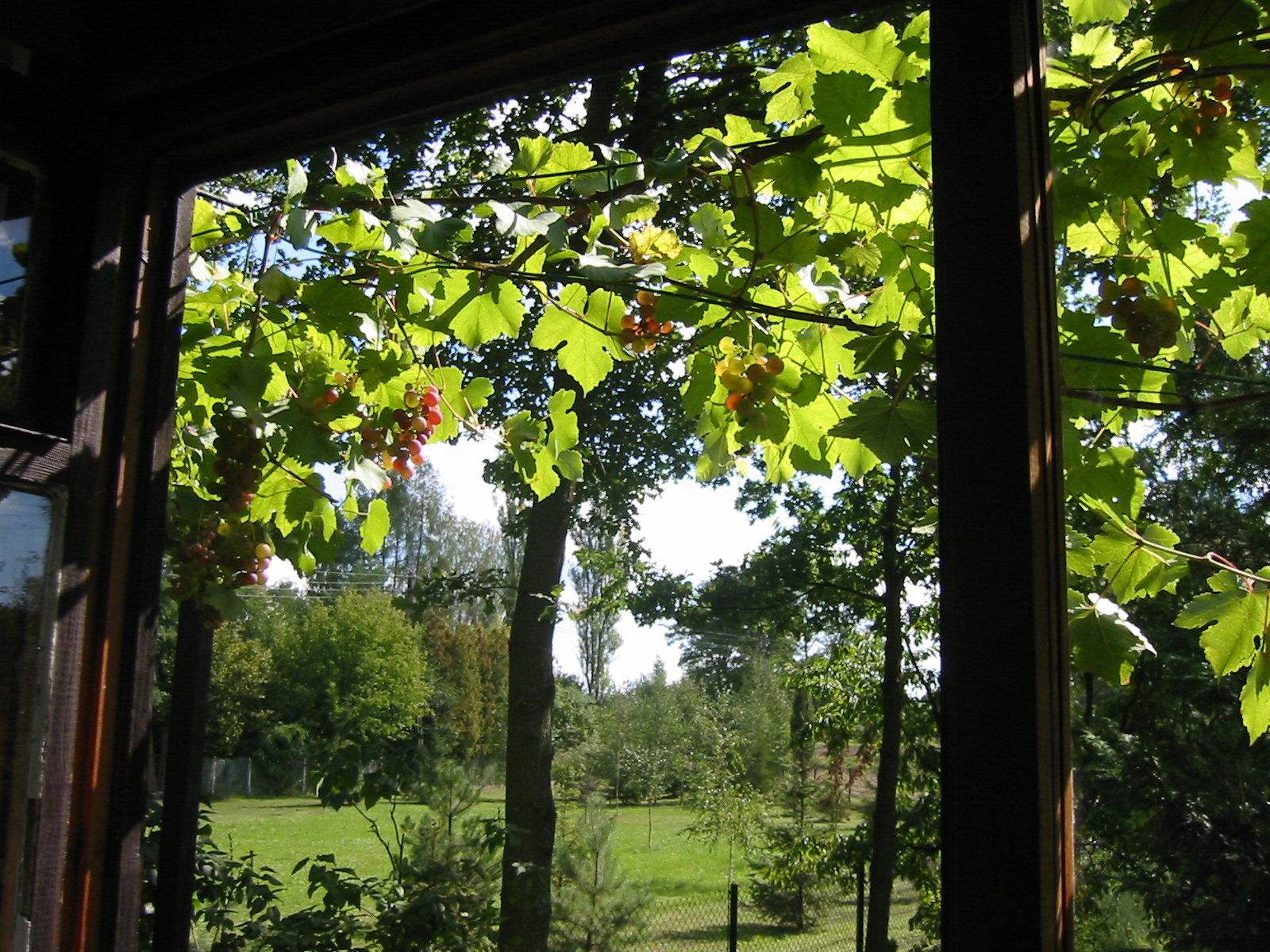 Winogrona w oknie
