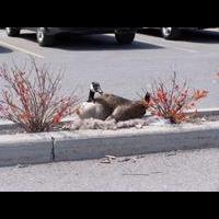 Głupia gęś (Kanada, maj 2005)