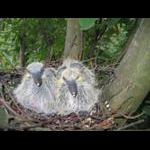 Sierpniowe pisklęta gołębi