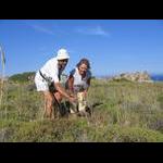 Faliraki - osty na drodze do zatoki Quina