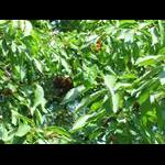 Przyroda na działce