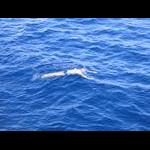 Plaża publiczna - w morzu 4