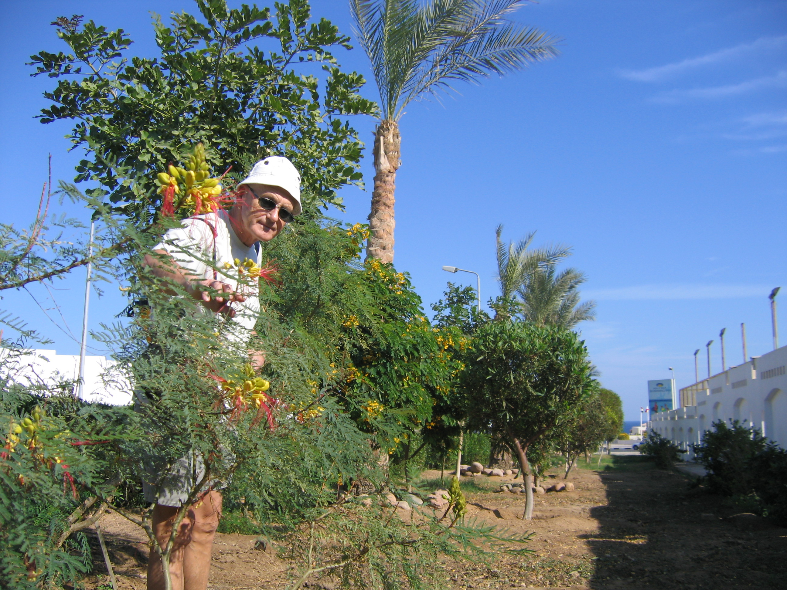 Kwiaty przy drodze na plażę (publiczną)