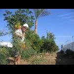 Kwiaty przy drodze na plażę (publiczną)