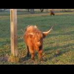 Przy drodze do Werchraty