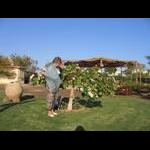 Na hotelowej plaży - grudniowe kwiaty