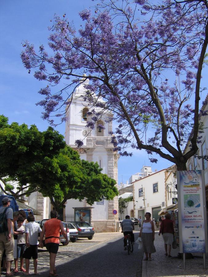 Algarve - Lagos - pod kwitnącą Żakarandą