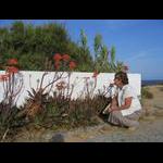 Algarve - Ponta da Piedade - biały murek