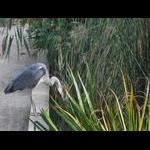 Czapla spotkana w Jardin des Plantes