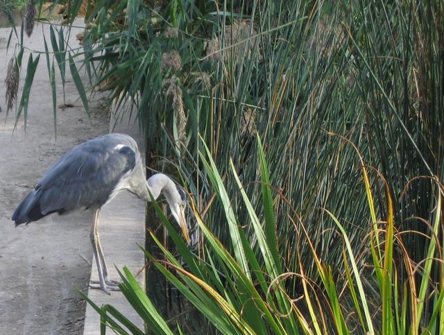 Czapla spotkana w Jardin des Plantes