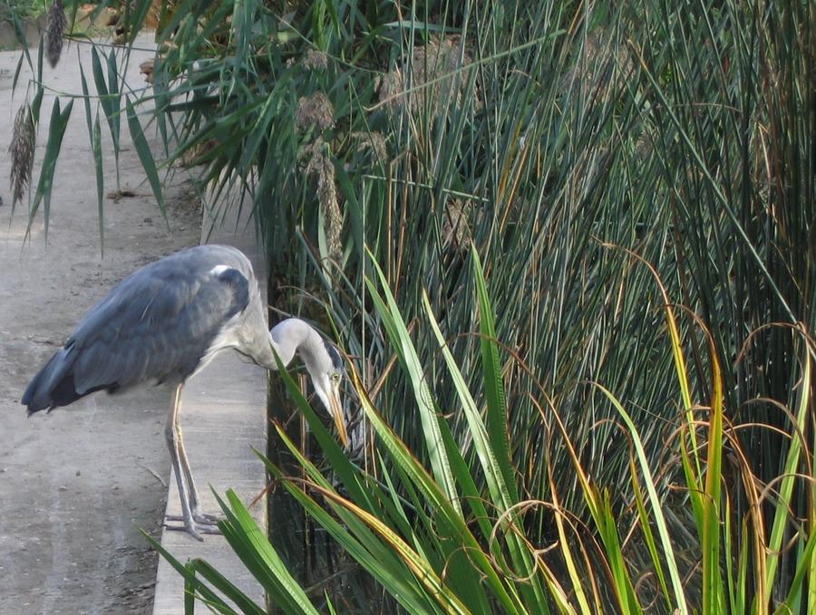 Czapla spotkana w Jardin des Plantes