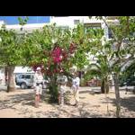 Alcosserbe - spacery po mieście 1