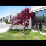 Alcosserbe - spacery po mieście 2