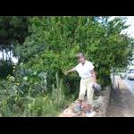 Alcosserbe - spacery po mieście 3