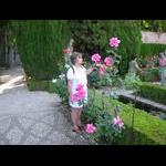 Granada - róże w ogrodach przy Alhambrze