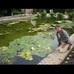 Kordoba - różowe grążele w ogrodach przy pałacu