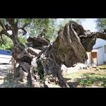 Na objeździe wyspy Zakintos 7