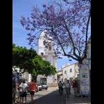 Algarve - Lagos - pod kwitnącą Żakarandą