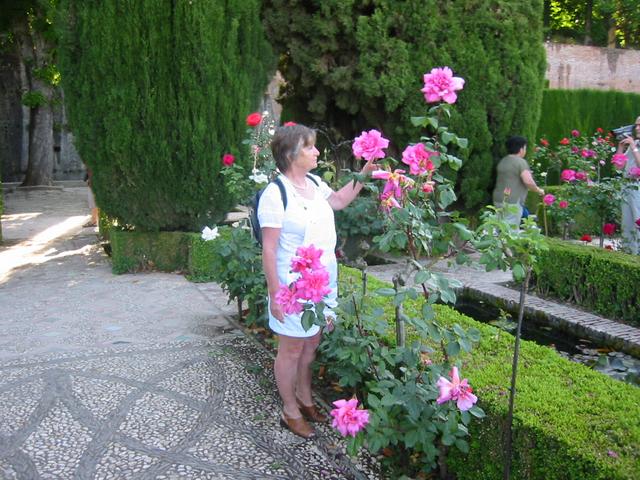 Granada - róże w ogrodach przy Alhambrze