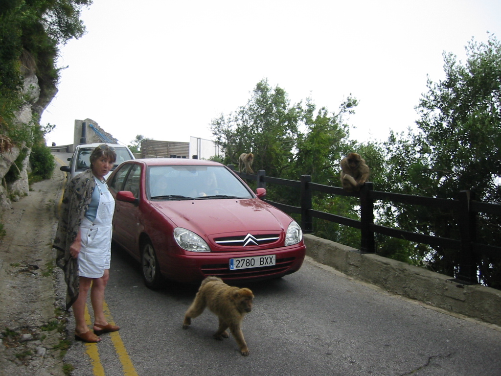 Gibraltar - wszędobylskie małpy